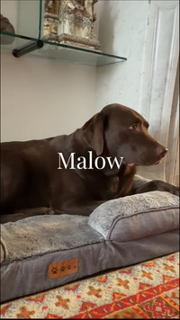 Le chien l’adopte